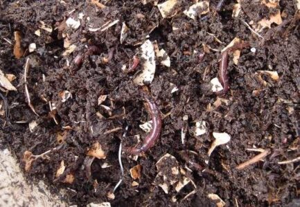 Three Myths about Compost Worm Farming Image